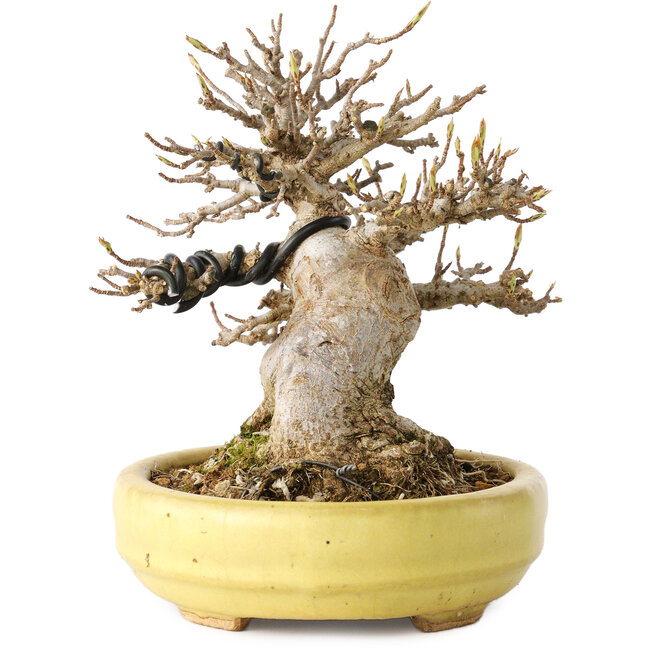 Acer buergerianum, 11 cm, ± 20 anni, in un vaso giapponese fatto a mano da Hattori