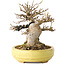 Acer buergerianum, 11 cm, ± 20 jaar oud, in een handgemaakte Japanse pot van Hattori