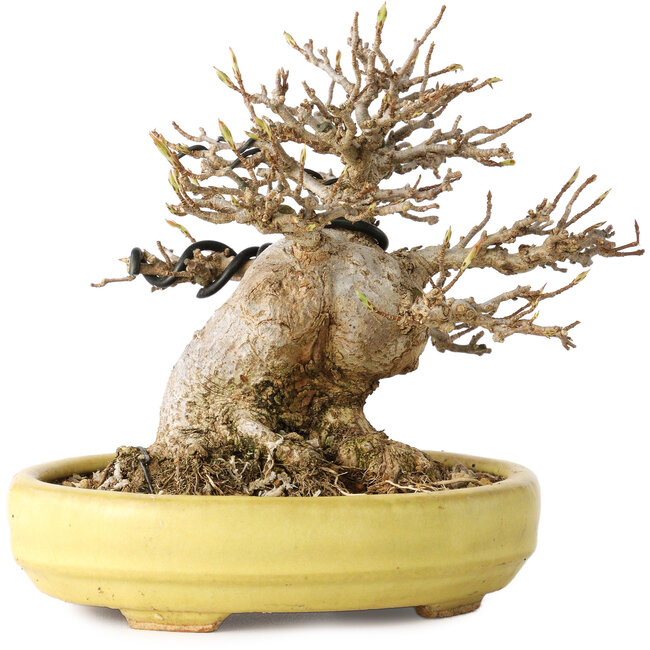 Acer buergerianum, 11 cm, ± 20 ans, dans un pot japonais fait main par Hattori