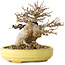 Acer buergerianum, 11 cm, ± 20 ans, dans un pot japonais fait main par Hattori
