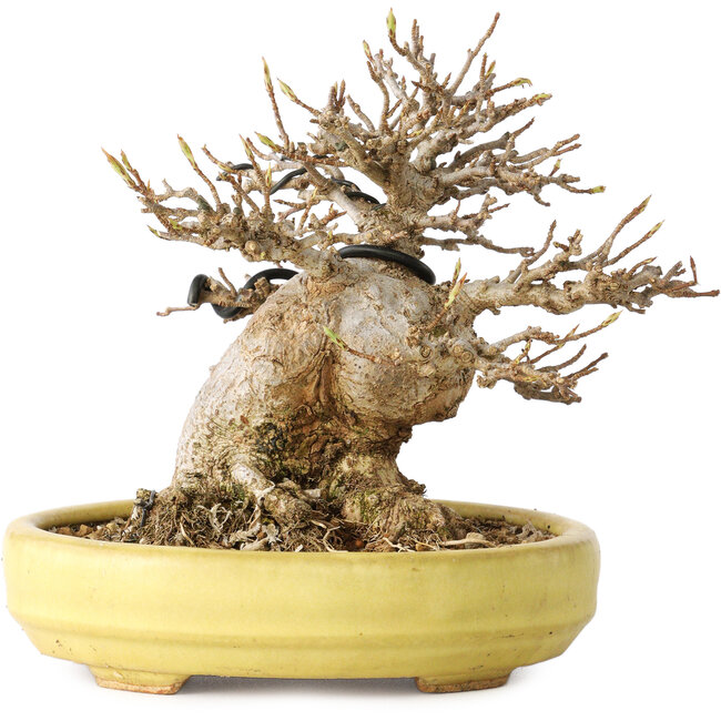 Acer buergerianum, 11 cm, ± 20 jaar oud, in een handgemaakte Japanse pot van Hattori