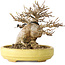 Acer buergerianum, 11 cm, ± 20 ans, dans un pot japonais fait main par Hattori