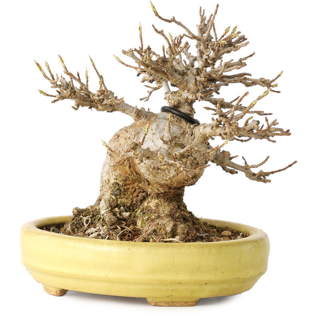 Acer buergerianum, 11 cm, ± 20 años, en una maceta japonesa hecha a mano por Hattori