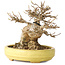Acer buergerianum, 11 cm, ± 20 ans, dans un pot japonais fait main par Hattori