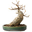 Acer buergerianum, 17,5 cm, ± 20 años, con un nebari de 9 cm
