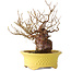 Stewartia monadelpha, 19,5 cm, ± 25 ans, dans un pot japonais fait main par Eime Yozan