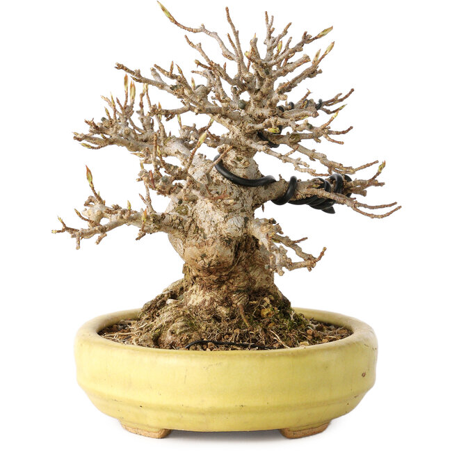 Acer buergerianum, 11 cm, ± 20 ans, dans un pot japonais fait main par Hattori