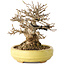 Acer buergerianum, 11 cm, ± 20 jaar oud, in een handgemaakte Japanse pot van Hattori