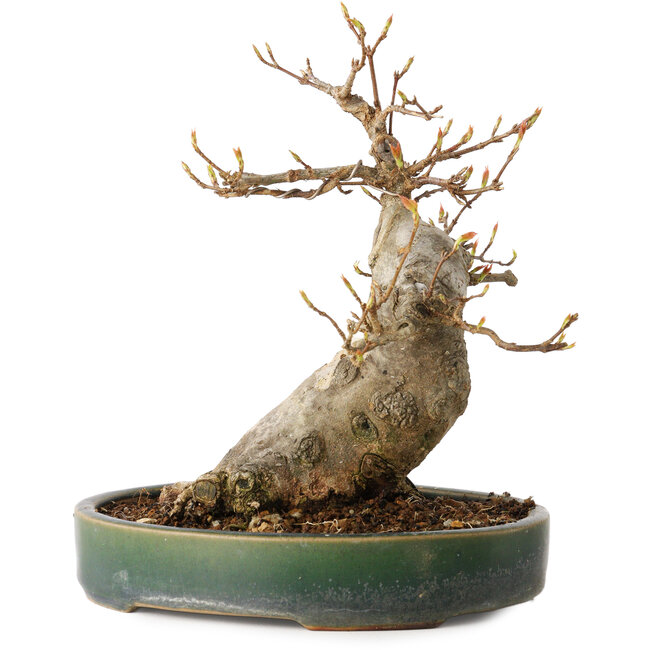 Acer buergerianum, 17,5 cm, ± 20 Jahre alt, mit einem Nebari von 9 cm