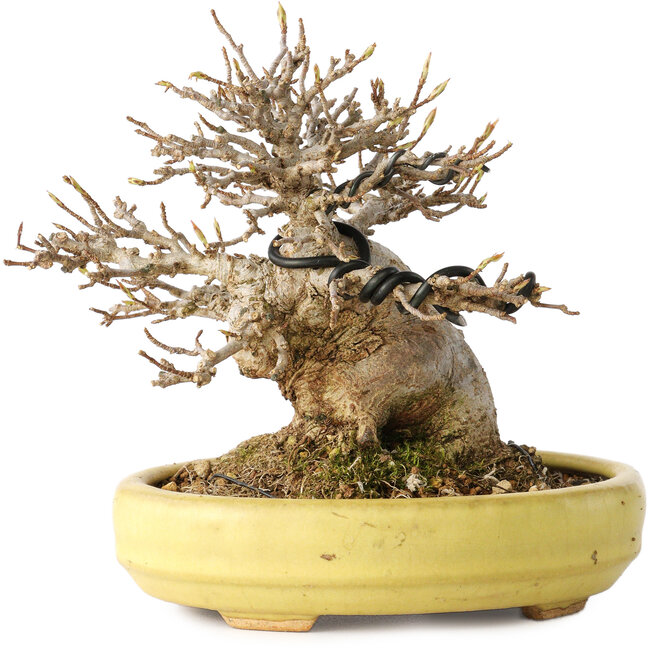 Acer buergerianum, 11 cm, ± 20 ans, dans un pot japonais fait main par Hattori