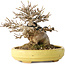 Acer buergerianum, 11 cm, ± 20 jaar oud, in een handgemaakte Japanse pot van Hattori