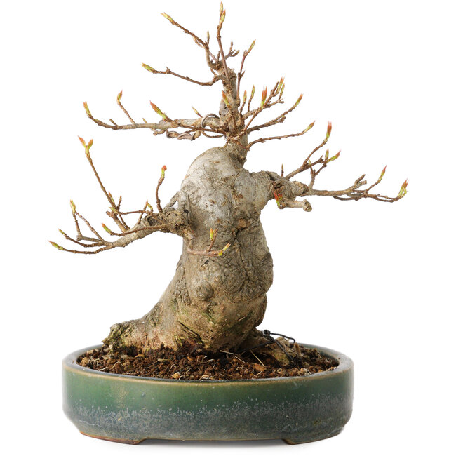 Acer buergerianum, 17,5 cm, ± 20 ans, avec un nebari de 9 cm