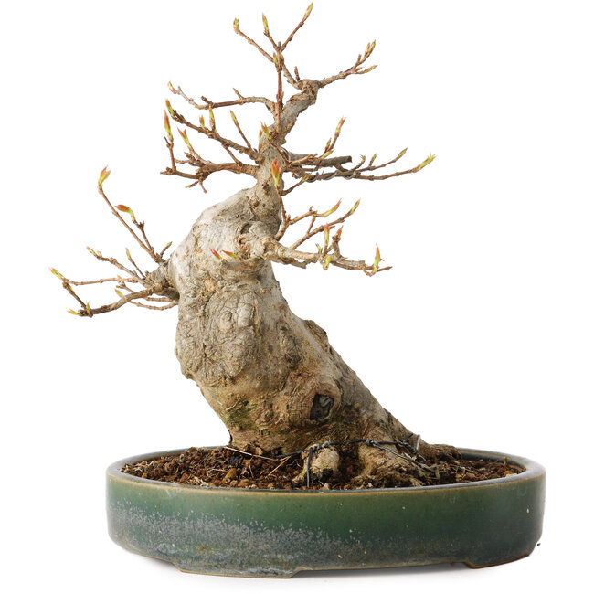 Acer buergerianum, 17,5 cm, ± 20 jaar oud, met een nebari van 9 cm