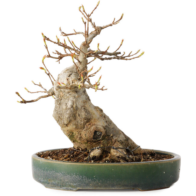 Acer buergerianum, 17,5 cm, ± 20 ans, avec un nebari de 9 cm