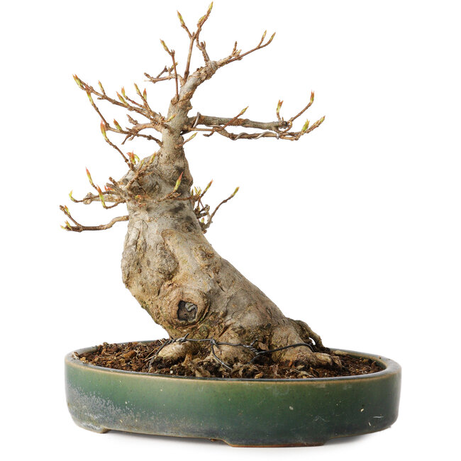 Acer buergerianum, 17,5 cm, ± 20 years old, with a nebari of 9 cm