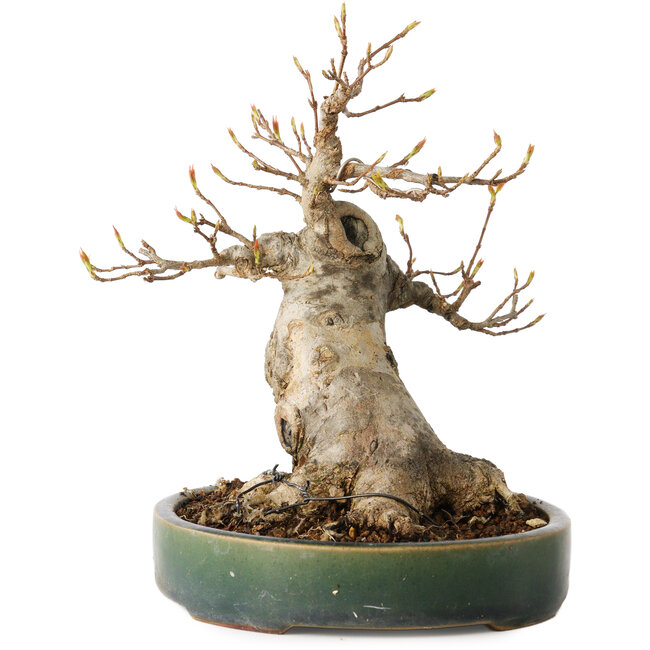 Acer buergerianum, 17,5 cm, ± 20 jaar oud, met een nebari van 9 cm