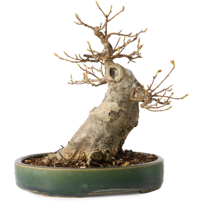 Acer buergerianum, 17,5 cm, ± 20 anni, con un nebari di 9 cm