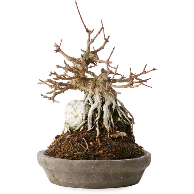 Acer buergerianum, 16 cm, ± 15 jaar oud