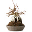 Acer buergerianum, 16 cm, ± 15 jaar oud
