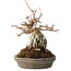 Acer buergerianum, 16 cm, ± 15 jaar oud