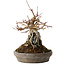 Acer buergerianum, 16 cm, ± 15 jaar oud