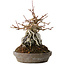 Acer buergerianum, 16 cm, ± 15 jaar oud