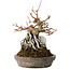 Acer buergerianum, 16 cm, ± 15 jaar oud