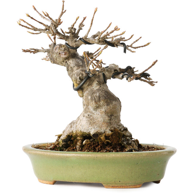 Acer buergerianum, 15 cm, ± 20 anni, con un nebari di 9 cm, in un vaso giapponese fatto a mano da Hattori