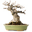 Acer buergerianum, 15 cm, ± 20 jaar oud, met een nebari van 9 cm, in een handgemaakte Japanse pot van Hattori