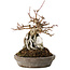 Acer buergerianum, 16 cm, ± 15 jaar oud