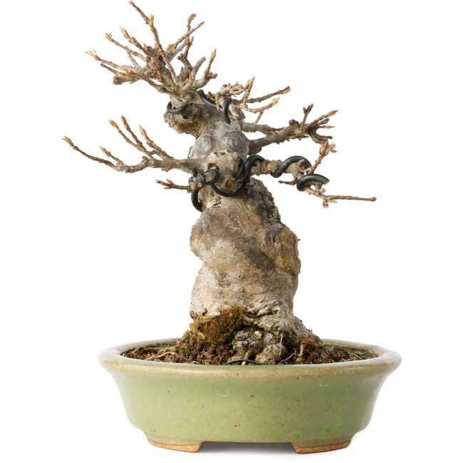 Acer buergerianum, 15 cm, ± 20 anni, con un nebari di 9 cm, in un vaso giapponese fatto a mano da Hattori