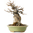 Acer buergerianum, 15 cm, ± 20 anni, con un nebari di 9 cm, in un vaso giapponese fatto a mano da Hattori