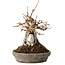 Acer buergerianum, 16 cm, ± 15 jaar oud