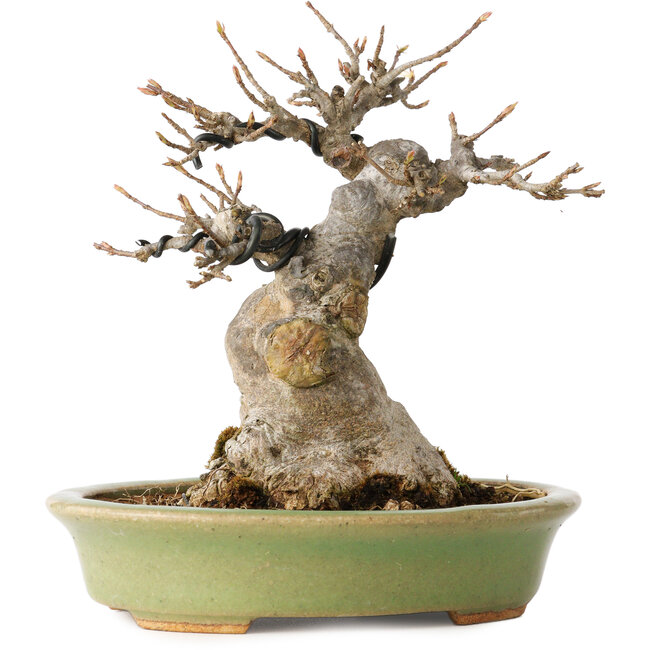 Acer buergerianum, 15 cm, ± 20 ans, avec un nebari de 9 cm, dans un pot japonais fait main par Hattori