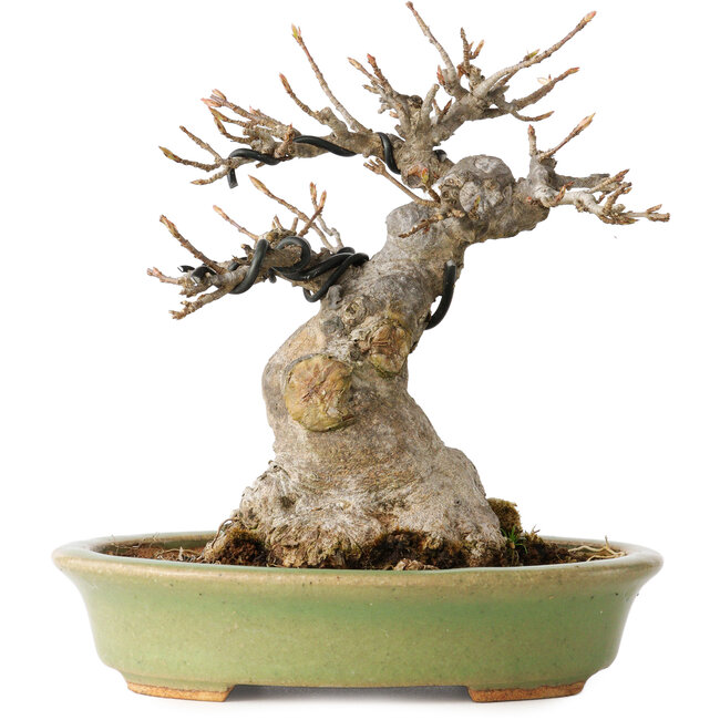 Acer buergerianum, 15 cm, ± 20 años, con un nebari de 9 cm, en una maceta japonesa hecha a mano por Hattori