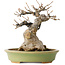 Acer buergerianum, 15 cm, ± 20 jaar oud, met een nebari van 9 cm, in een handgemaakte Japanse pot van Hattori