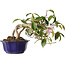 Camellia japonica, 15 cm, ± 20 jaar oud