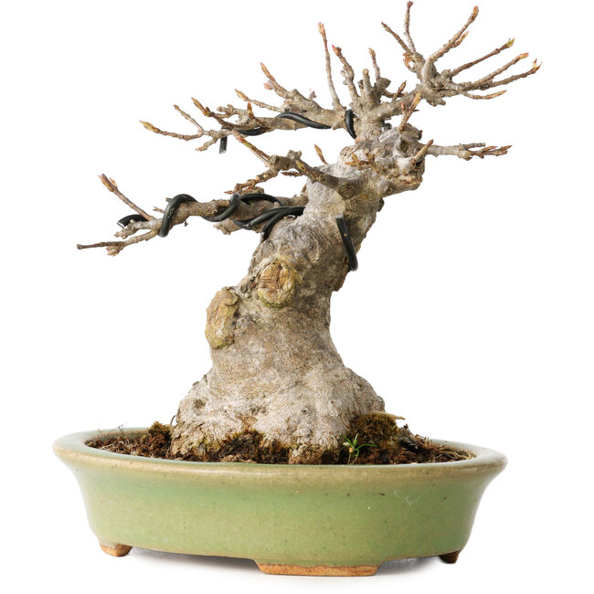 Acer buergerianum, 15 cm, ± 20 years old, with a nebari of 9 cm, in a handmade Japanese pot by Hattori