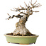 Acer buergerianum, 15 cm, ± 20 jaar oud, met een nebari van 9 cm, in een handgemaakte Japanse pot van Hattori