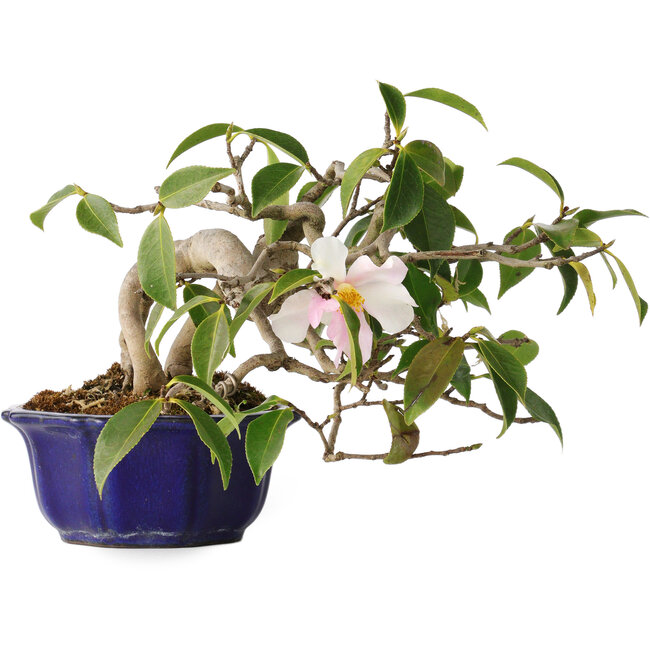 Camellia japonica, 15 cm, ± 20 years old