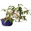 Camellia japonica, 15 cm, ± 20 jaar oud