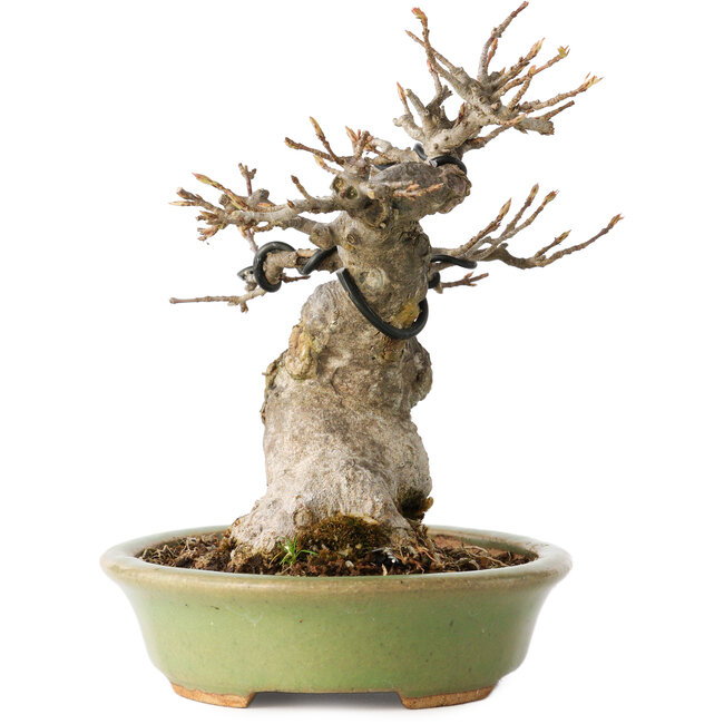 Acer buergerianum, 15 cm, ± 20 años, con un nebari de 9 cm, en una maceta japonesa hecha a mano por Hattori