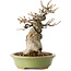 Acer buergerianum, 15 cm, ± 20 jaar oud, met een nebari van 9 cm, in een handgemaakte Japanse pot van Hattori