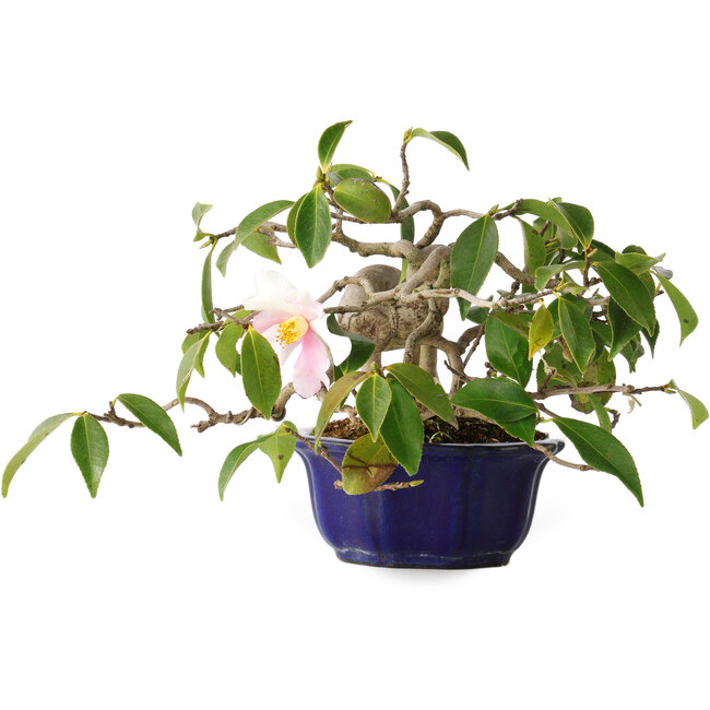 Camellia japonica, 15 cm, ± 20 years old