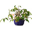 Camellia japonica, 15 cm, ± 20 jaar oud
