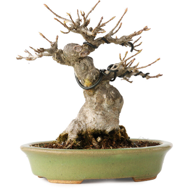 Acer buergerianum, 15 cm, ± 20 Jahre alt, mit einem Nebari von 9 cm, in einem handgefertigten japanischen Topf von Hattori