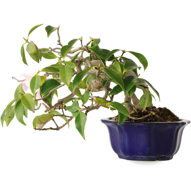 Camellia japonica, 15 cm, ± 20 years old