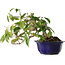 Camellia japonica, 15 cm, ± 20 jaar oud