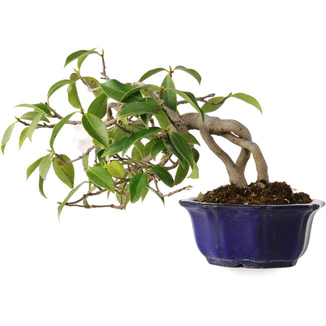 Camellia japonica, 15 cm, ± 20 anni