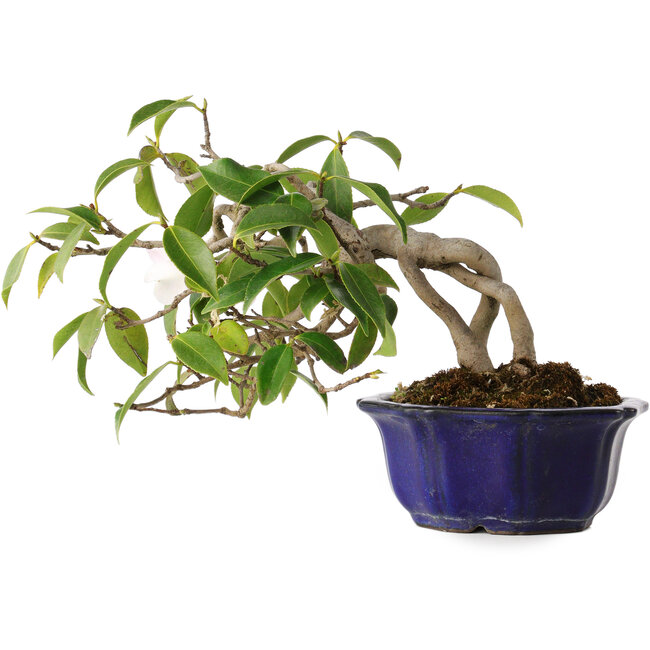 Camellia japonica, 15 cm, ± 20 Jahre alt